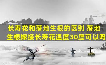 长寿花和落地生根的区别 落地生根嫁接长寿花温度30度可以吗